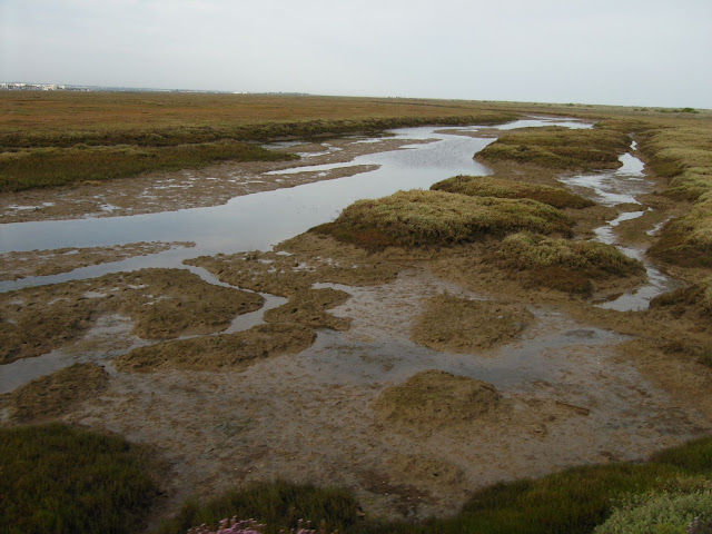A view of the salt marshes in the Ria Formosa national park.