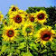 Sun flower