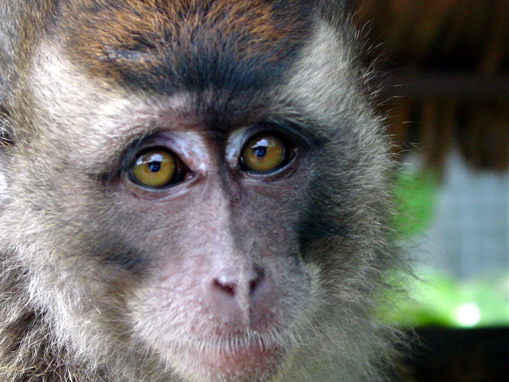 George, My Filipino Monkey