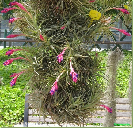 Tillandisia aeranthos fiori