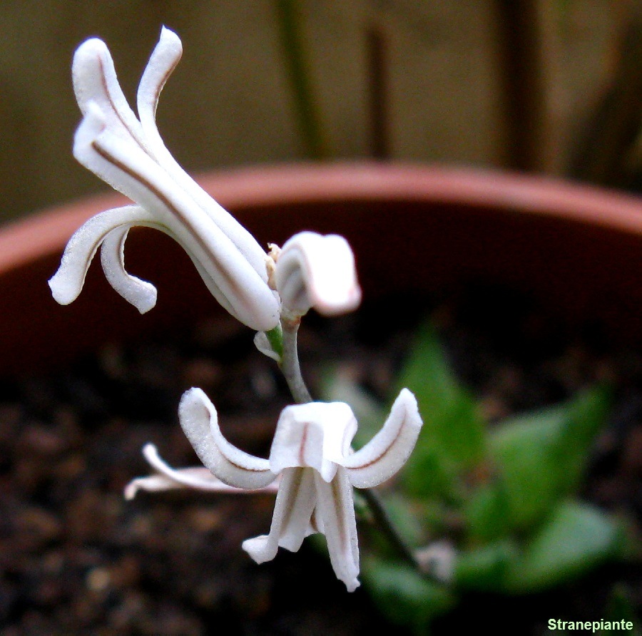 [Hawortia-cymbiformis-fiori[3].jpg]