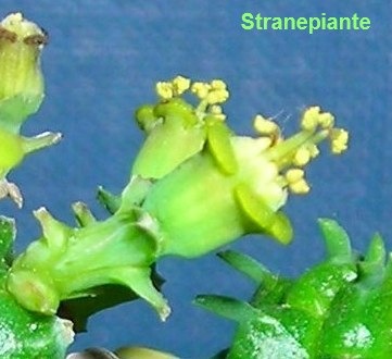 [Euphorbia mammillaris fiore[2].jpg]