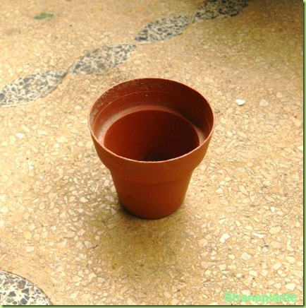 piccolo vaso plastica cactus