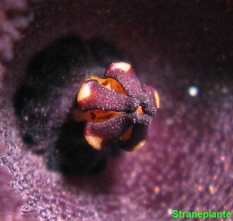 [fiore Huernia keniensis macro[3].jpg]
