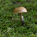 Autumn Skullcap