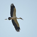 asian open bill