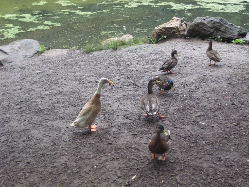 Birds at the Central Park