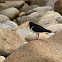 Pied Oystercatcher
