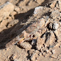 Pallid-winged Grasshopper