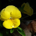 Pansy