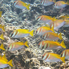 Double-barred rabbitfish