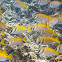 Double-barred rabbitfish