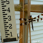 Twelve Spotted Skimmer