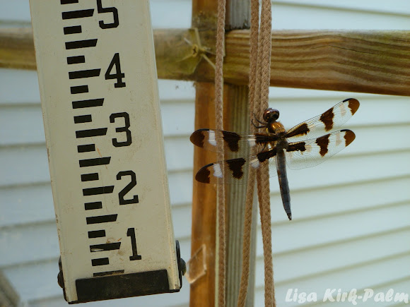 Spotting Image 1