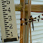 Twelve Spotted Skimmer