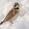 Horned Lark