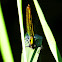 Banded Demoiselle
