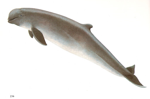 Just Now: Save the Irrawaddy Dolphins. Photos of irrawaddy dolphin Just Now: Save the Irrawaddy Dolphins. Photos of irrawaddy dolphin
