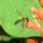 Hoverfly