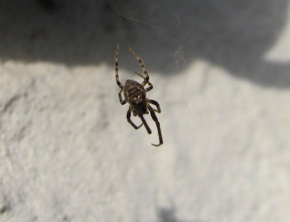 Spotting Image 1