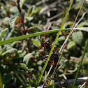 Scorpionfly