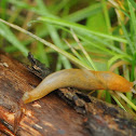 Slug