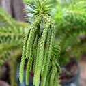 Daggerleaf Clubmoss