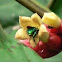 Orchid bee