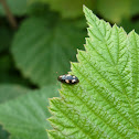 Four-spotted Sap Beetle