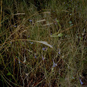 Delphinium gracile
