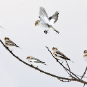 Snow Bunting