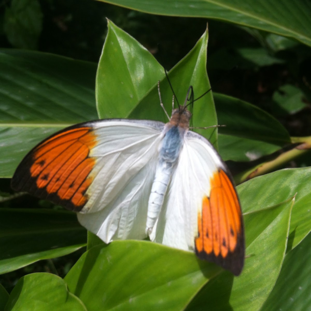 Great Orange Tip