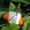 Great Orange Tip