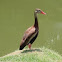 Black-bellied Whistling Duck