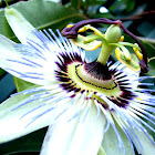 flor de la pasión