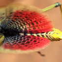 Green Milkweed Locust