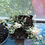 cehualli's Foxley Thyme