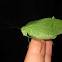 Greater Angle-wing Katydid, female