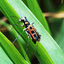 Tiger beetle