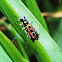 Tiger beetle