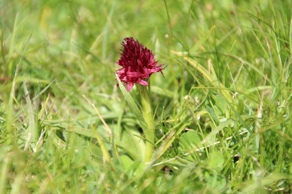 Spotting Image 1