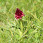 Orquídea alpina
