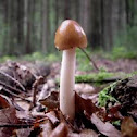 Tawny Grisette