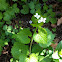 garlic mustard