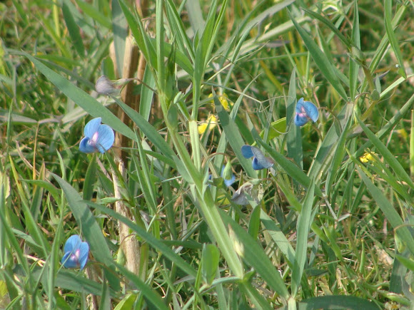 Spotting Image 1
