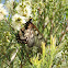 Glasswing