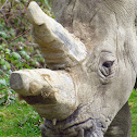 White Rhinoceros