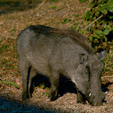 southern worthog