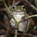 Rana arborea