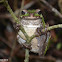 Rana arborea
